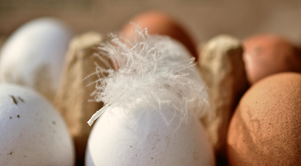 Bio-Eier sind mehr als nur eine Frage der Haltung